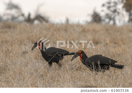 Southern Ground Hornbill in Kruger National park, 61903536