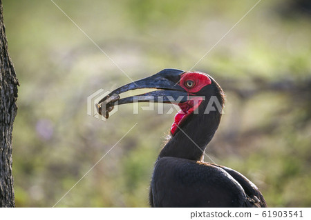 Southern Ground Hornbill in Kruger National park, Southern Ground Hornbill in Kruger National park, 61903541