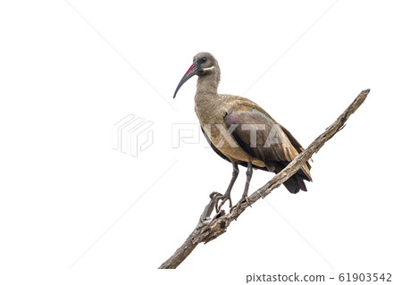 Hadada ibis in Kruger National park, South Africa 61903542