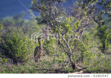 Kori bustard in Kruger National park, South Africa 61903547
