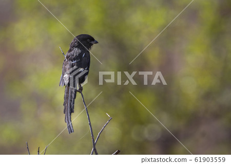 Magpie Shrike in Kruger National park, South Magpie Shrike in Kruger National park, South 61903559