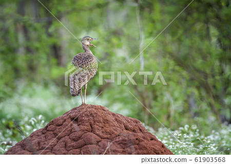 Red crested Bustard in Kruger National park, South 61903568