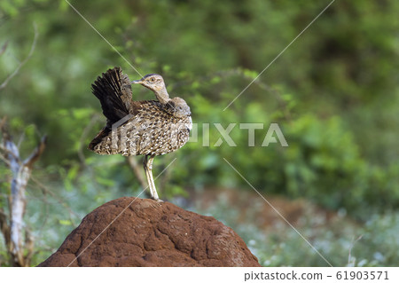 Red crested Bustard in Kruger National park, South 61903571