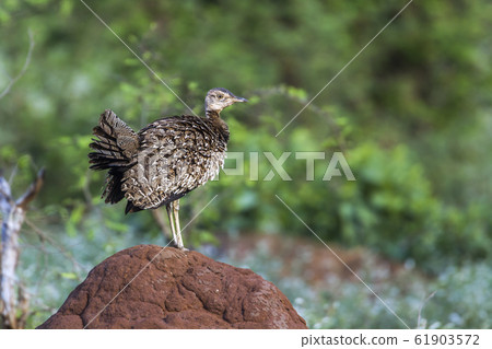 Red crested Bustard in Kruger National park, South 61903572