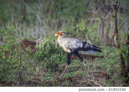 Secretary bird in Kruger National park, South 61903586