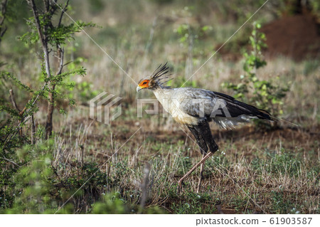 Secretary bird in Kruger National park, South 61903587