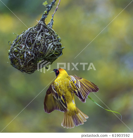Southern Masked Weaver in Kruger National park, 61903592