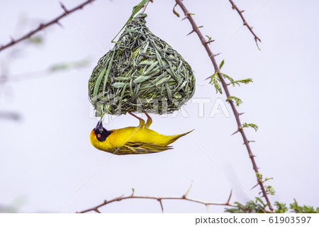 Southern Masked Weaver in Kruger National park, 61903597