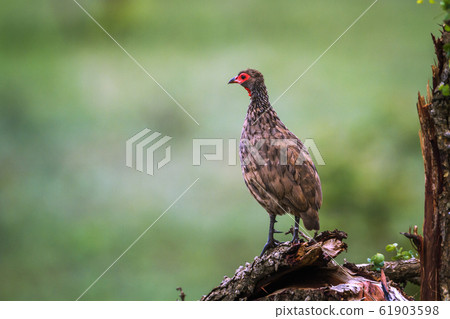 Swainson Spurfowl in Kruger National park, South 61903598