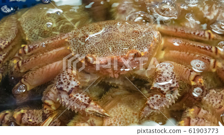 The close up of Deep sea crab (Seafood) in water at Taipei fish market, Taiwan. 61903773