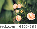 Blooming roses bunched together. Aged photo. 61904398