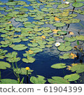 Water lily bloom in the lake. Kenozersky Park. 61904399