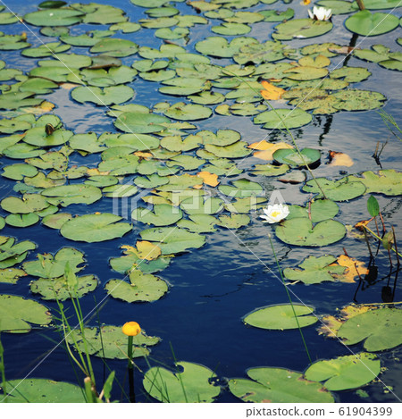 Water lily bloom in the lake. Kenozersky Park. 61904399