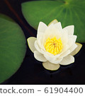 Water lily bloom in the lake. Kenozersky Park. 61904400