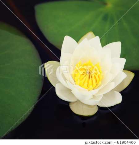 Water lily bloom in the lake. Kenozersky Park. 61904400