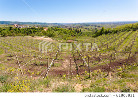 Valpolicella hills landscape, Italian viticulture Valpolicella hills landscape, Italian viticulture 61905931