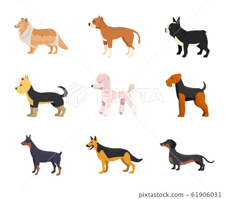 Different dog breeds flat vector illustrations set Different dog breeds flat vector illustrations set 61906031