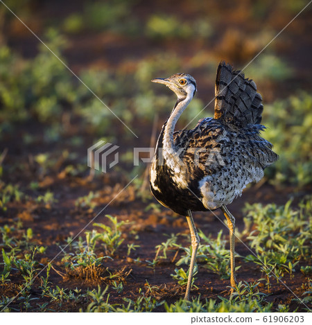 Black bellied bustard in Kruger National park, 61906203