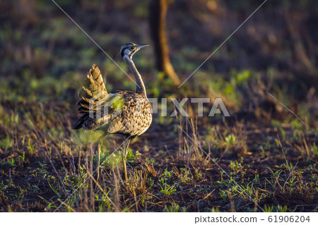 Black bellied bustard in Kruger National park, 61906204