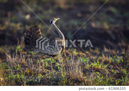 Black bellied bustard in Kruger National park, 61906205