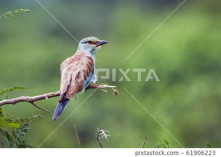 European Roller in Kruger National park, South 61906223