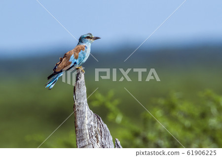 European Roller in Kruger National park, South European Roller in Kruger National park, South 61906225