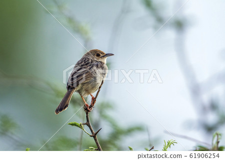 Rattling Cisticola in Kruger National park, South Rattling Cisticola in Kruger National park, South 61906254