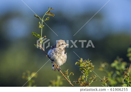 Red backed Shrike in Kruger National park, South Red backed Shrike in Kruger National park, South 61906255