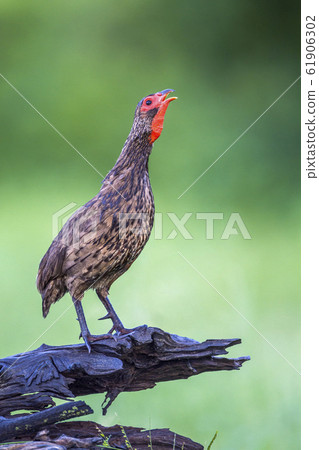 Swainson Spurfowl in Kruger National park, South Swainson Spurfowl in Kruger National park, South 61906302