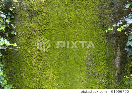 Green lichen on a large flat rock 61906700