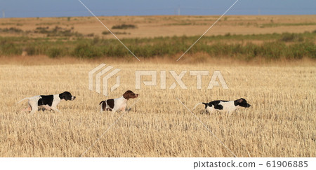 pointer pedigree dogs 61906885