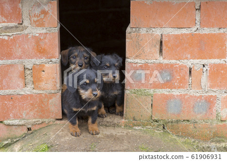 Small brown dachshunds 61906931
