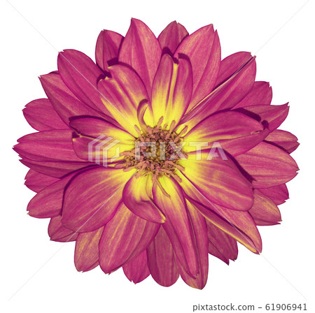 Dahlia  pink-yellow flower on white isolated 61906941