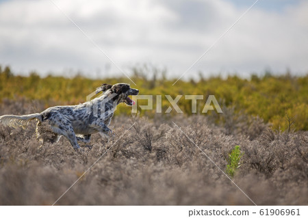 dark setter running dark setter running 61906961