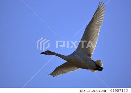 A swan flying in the blue sky 61907133