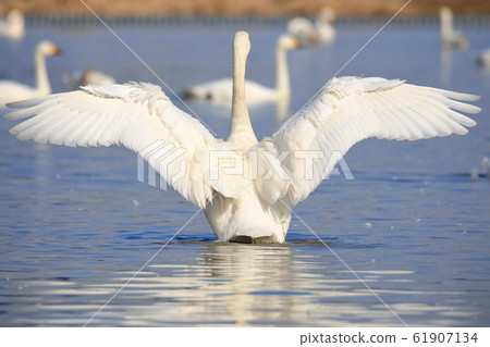 Back view of a flap swan 61907134