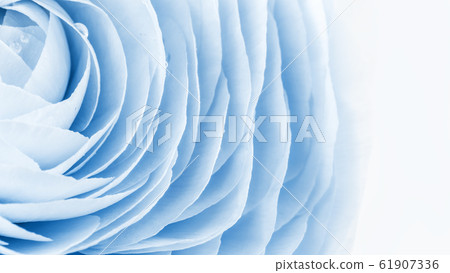 Blue monochrome colored peony or buttercup flower Blue monochrome colored peony or buttercup flower 61907336