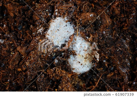 Extreme closeup of micro plastics ( styrofoam ) Extreme closeup of micro plastics ( styrofoam ) 61907339