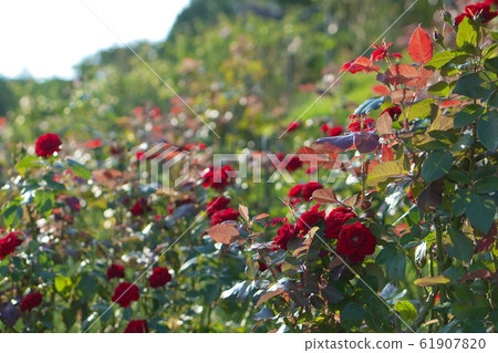 Rose garden and sunshine Rose garden and sunshine 61907820