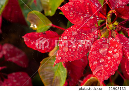 Red Poinsettia Flower, Euphorbia pulcherrima with 61908183