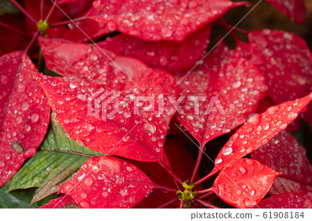 Red Poinsettia Flower, Euphorbia pulcherrima with 61908184