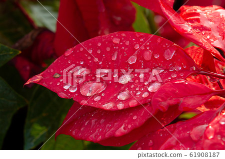 Red Poinsettia Flower, Euphorbia pulcherrima with 61908187