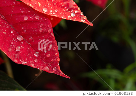 Red Poinsettia Flower, Euphorbia pulcherrima with 61908188