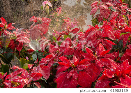 Red Poinsettia Flower, Euphorbia pulcherrima with 61908189