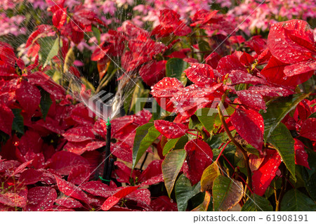 Red Poinsettia Flower, Euphorbia pulcherrima with 61908191