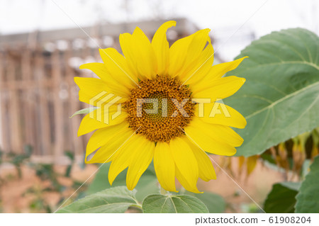 close up of a sunflower background close up of a sunflower background 61908204