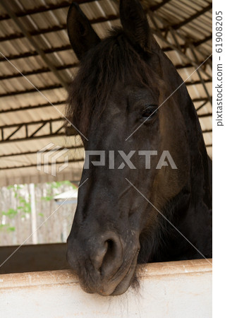 Head portrait of black horse in stable Head portrait of black horse in stable 61908205