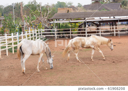 White horse in the stable. White horse in the stable. 61908208