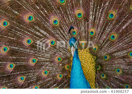 Peacock to spread his tail, showing its feathers. 61908257