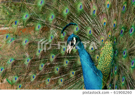 Peacock to spread his tail, showing its feathers. 61908260